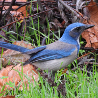 California Scrub-Jay